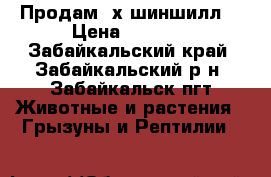 Продам 3х шиншилл. › Цена ­ 3 000 - Забайкальский край, Забайкальский р-н, Забайкальск пгт Животные и растения » Грызуны и Рептилии   